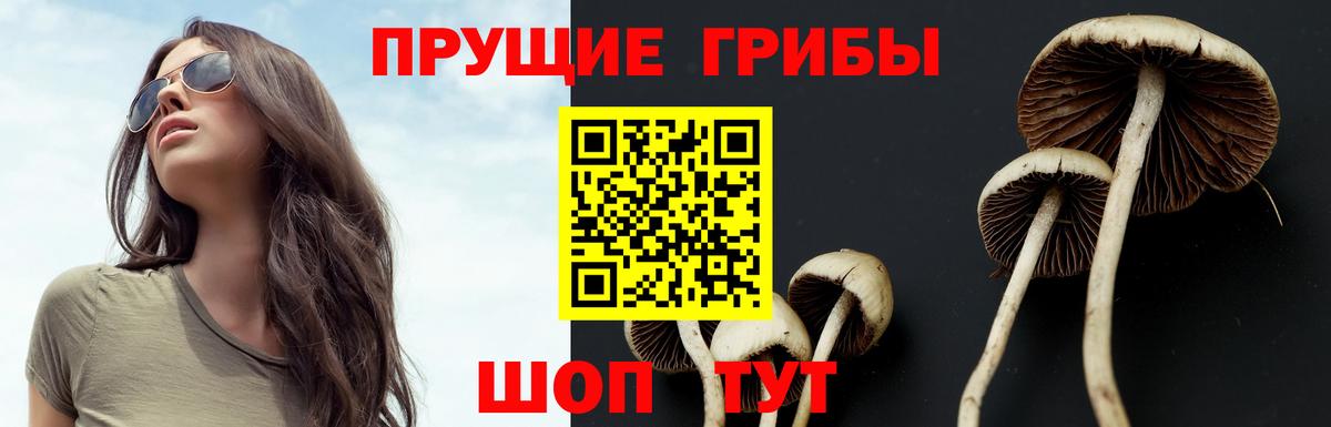 Псилоцибиновые грибы Psilocybine cubensis Котовск